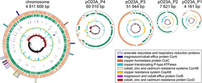 Analysis of the Genome and Mobilome of a Dissimilatory Arsenate Reducing Aeromonas sp. O23A Reveals Multiple Mechanisms for Heavy Metal Resistance and Metabolism